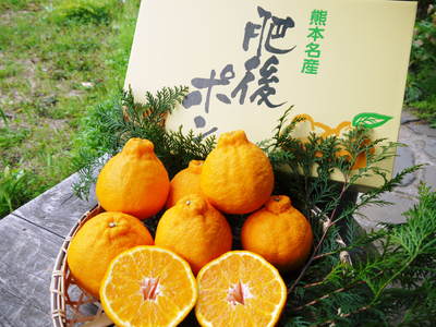 デコポン 小春農園のハウス取材_a0254656_11214079.jpg
