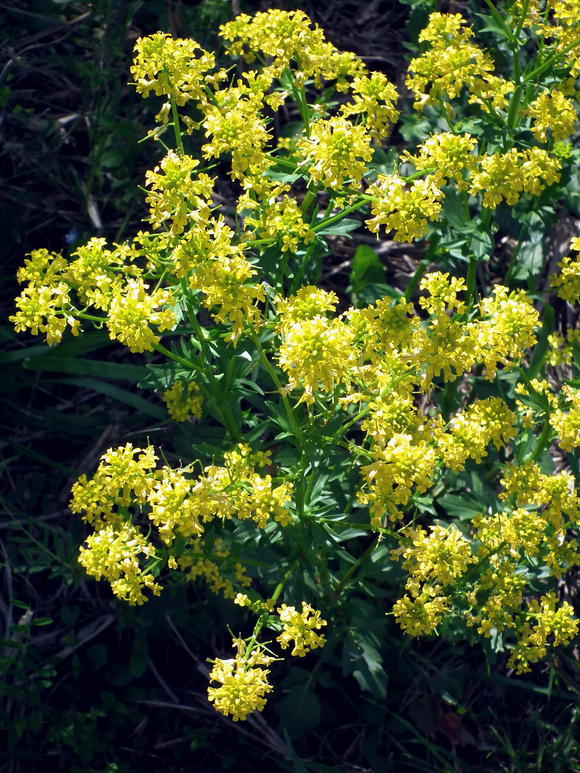 e0064158_00755.jpg