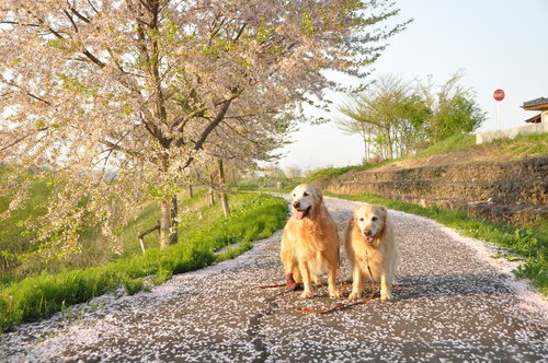 ２０１２年の桜の季節に！_d0012561_16324650.jpg