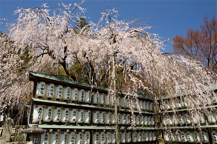 大石神社 ~桜~_f0222161_142771.jpg