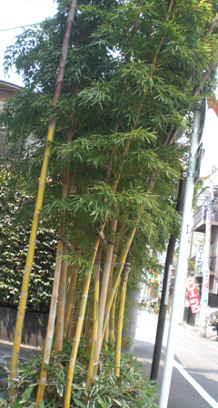 a0053063_9545973.jpg