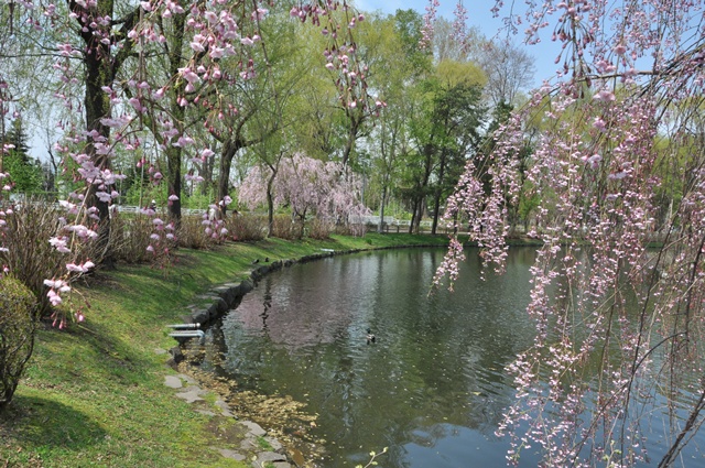 月寒公園のしだれ桜 こもれびの森 月寒公園のしだれ桜 こもれびの森