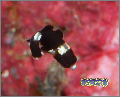 スミツキベラ幼魚_e0273365_19313038.jpg