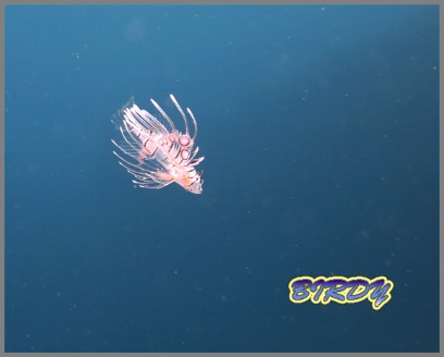 スミツキベラ幼魚_e0273365_1931751.jpg