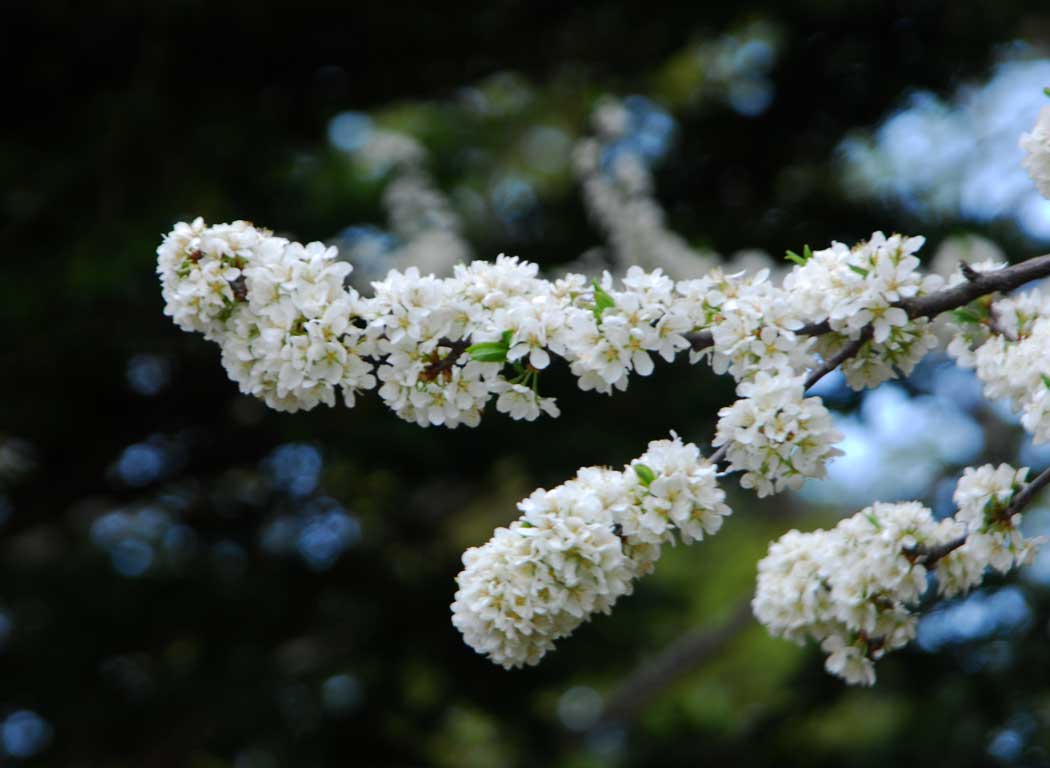 　　円山公園の桜の名残り_e0104567_804131.jpg