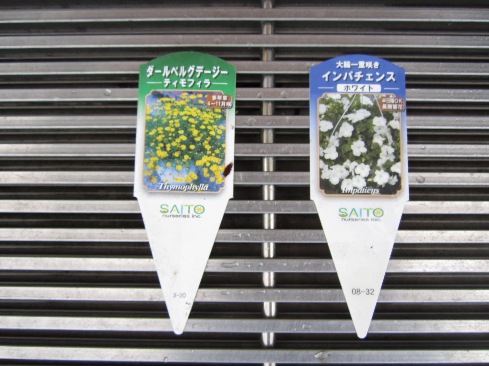 夏に向かって 日の丸花壇_f0205367_17134798.jpg