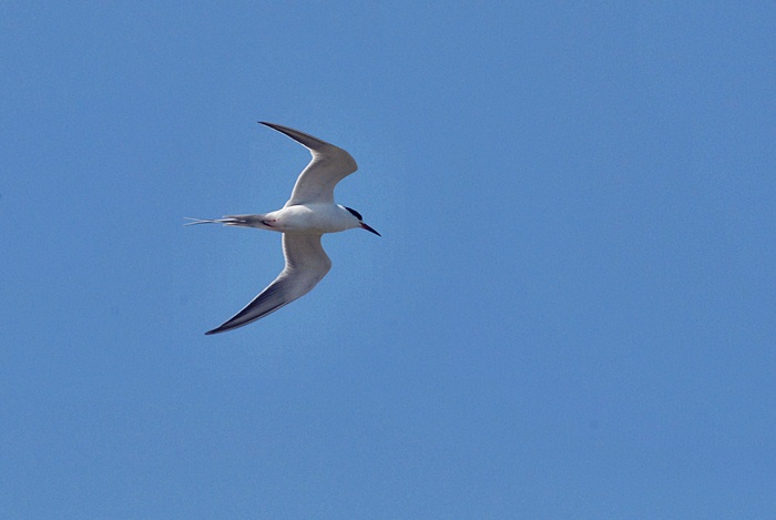 Shore Birds_a0126969_4585355.jpg