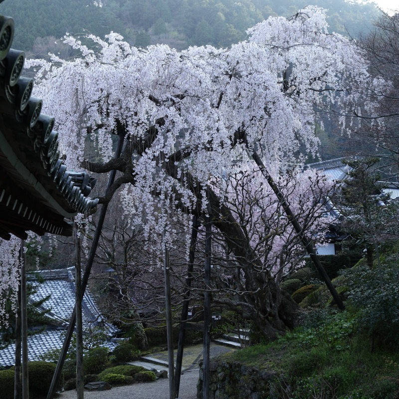 桜　2012 京都　<善峯寺>_f0021869_1104647.jpg