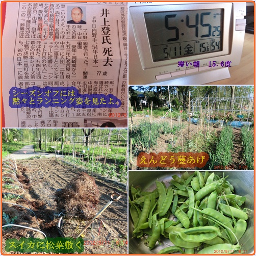 えんどうの蔓あげ 花粉症の季節だ 3年前にタイムスリップ 小次郎じじ物語