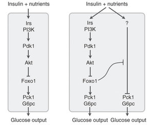 肝のaktとfoxo1を欠損させても In Vivoでインスリンは肝糖新生を調節