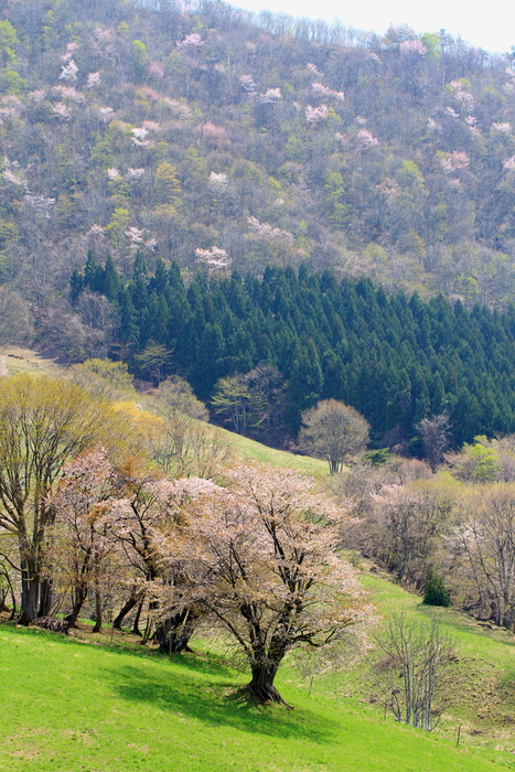 大山桜_d0209575_042030.jpg