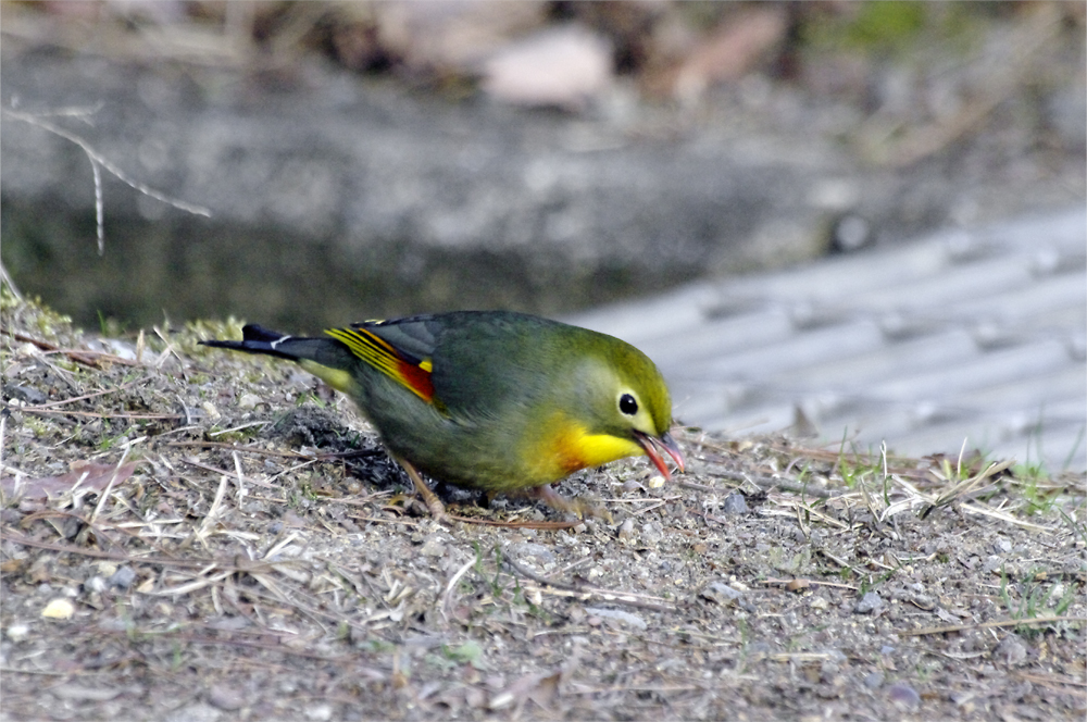 ☆☆☆☆☆ 野鳥選集・・・・・・・ソウシチョウ ☆☆☆☆☆_a0260487_202876.jpg