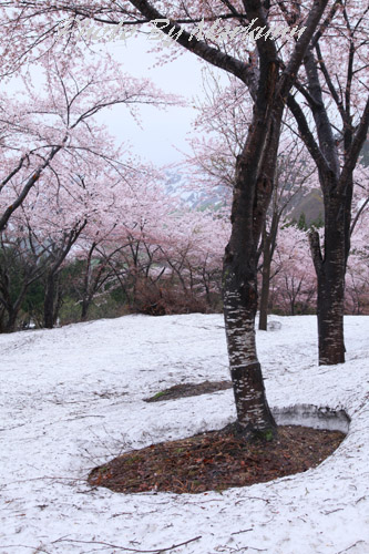 雪の中に咲く桜　ＰＲＡＴ1_e0180387_1533175.jpg