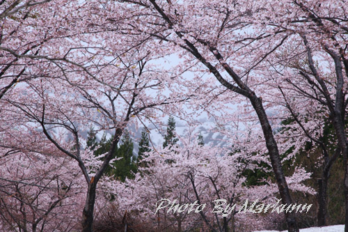 雪の中に咲く桜　ＰＲＡＴ1_e0180387_1534598.jpg