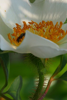 神代植物園のバラ_b0151390_21452717.jpg