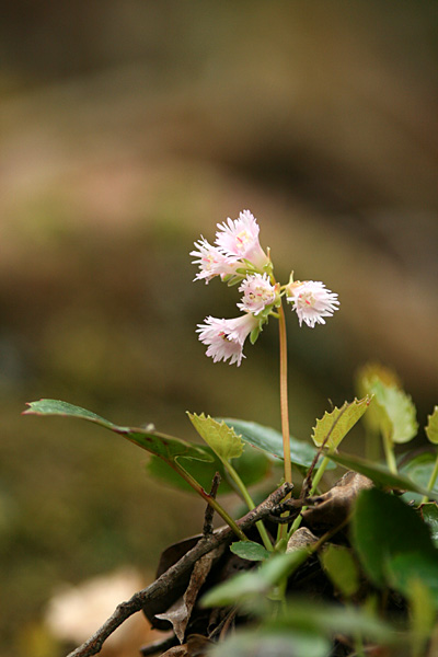 ２０１２、4月の花・・・５_e0108592_2275722.jpg