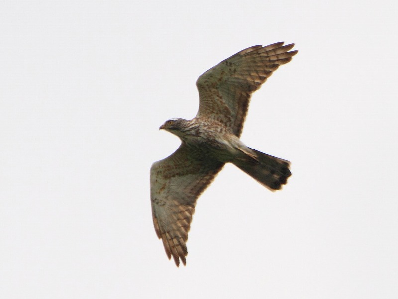 サシバ_b0223198_2138489.jpg