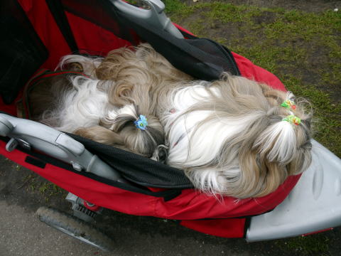 c0090198_1534282.jpg