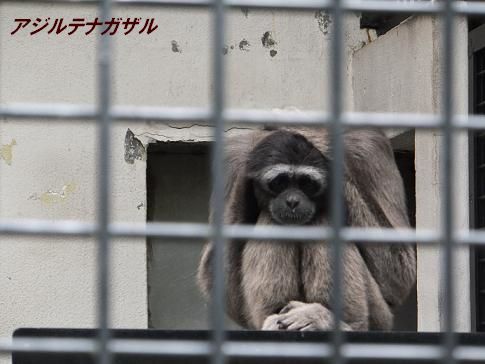 八木山動物園_f0179203_15452857.jpg