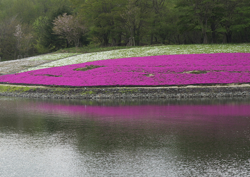 芝桜_f0196803_8503737.jpg