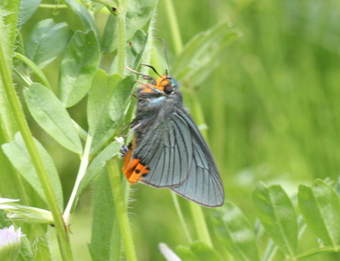 埼玉北部　　                      アオバセセリ他2012/05/12①_d0251807_16351228.jpg