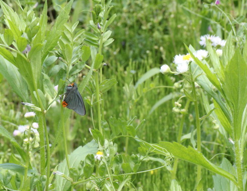 埼玉北部　　                      アオバセセリ他2012/05/12①_d0251807_1635139.jpg