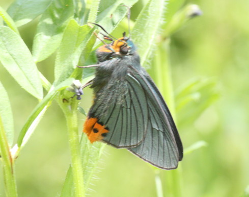 埼玉北部　　                      アオバセセリ他2012/05/12①_d0251807_16352157.jpg