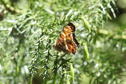 埼玉北部　　                      アオバセセリ他2012/05/12①_d0251807_16353672.jpg