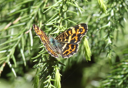 埼玉北部　　                      アオバセセリ他2012/05/12①_d0251807_1635509.jpg