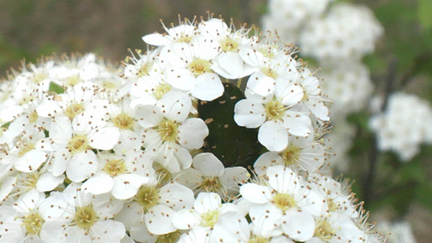 d0238608_1330554.jpg