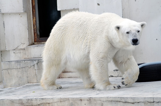 寒波再来の土曜日の円山動物園のホッキョクグマたち_a0151913_2154773.jpg