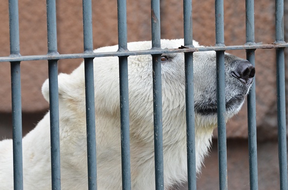 寒波再来の土曜日の円山動物園のホッキョクグマたち_a0151913_2155914.jpg