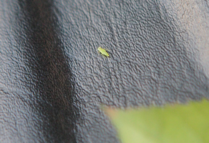 すごく小さい緑の虫 ミドリヒメヨコバイ 老齢幼虫 成虫 世話要らずの庭