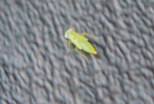 すごく小さい緑の虫 ミドリヒメヨコバイ 老齢幼虫 成虫 世話要らずの庭