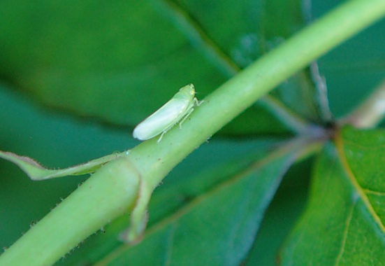 すごく小さい緑の虫 → ミドリヒメヨコバイ（老齢幼虫、成虫）_e0134713_22371784.jpg