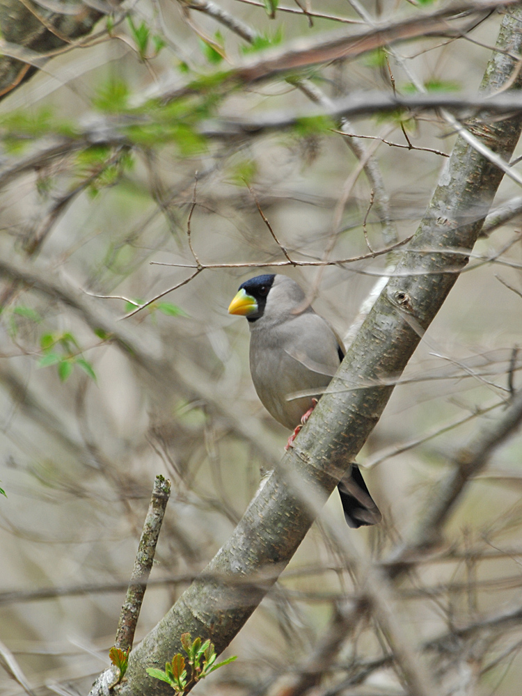 3ヶ月振りの鳥撮り出撃_c0018118_21453241.jpg