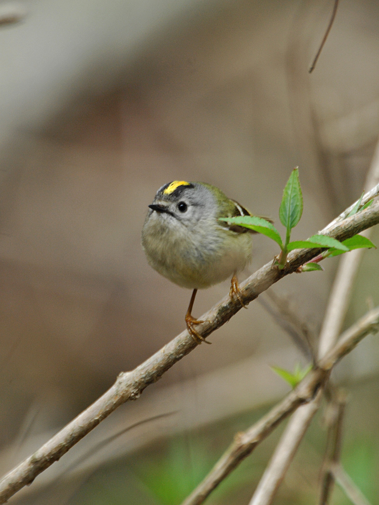 3ヶ月振りの鳥撮り出撃_c0018118_21482022.jpg