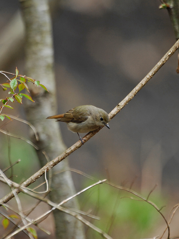 3ヶ月振りの鳥撮り出撃_c0018118_21522415.jpg
