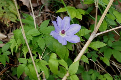 c0042418_20595981.jpg