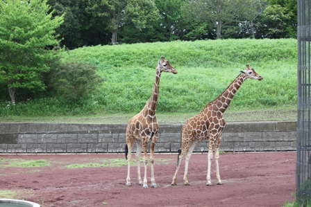 千葉市動物公園その他の風景_e0157225_1724385.jpg