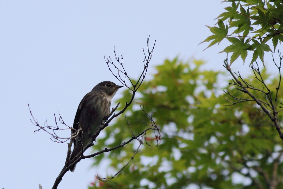 通勤鳥見2012　その10エゾビタキ_c0075539_2040978.jpg