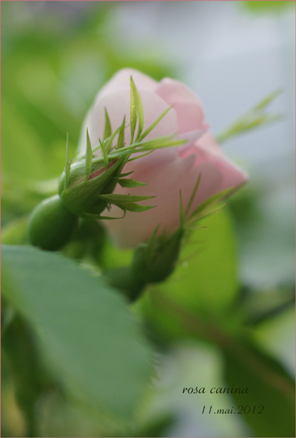 rosa canina 2_e0112848_0423167.jpg