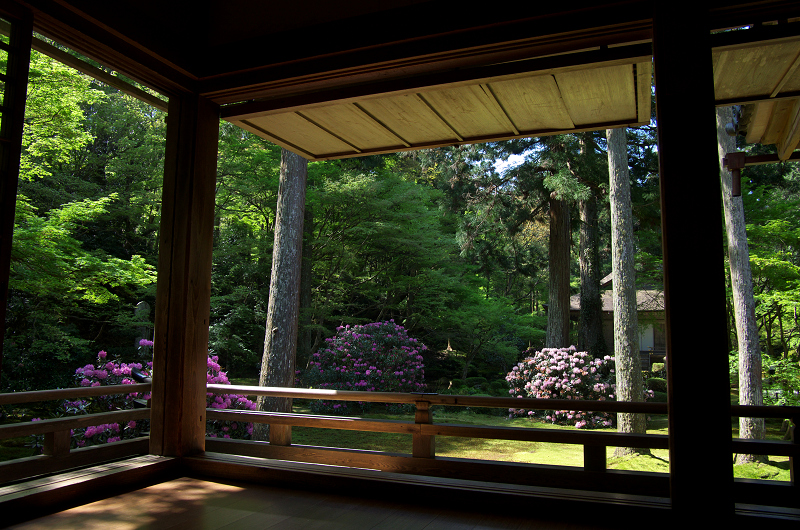 新緑とシャクナゲの寺（三千院・前編）_f0155048_1749776.jpg