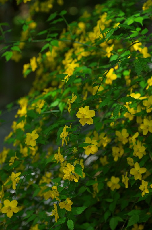 春の花咲く三千院（三千院・後編）_f0155048_18165940.jpg