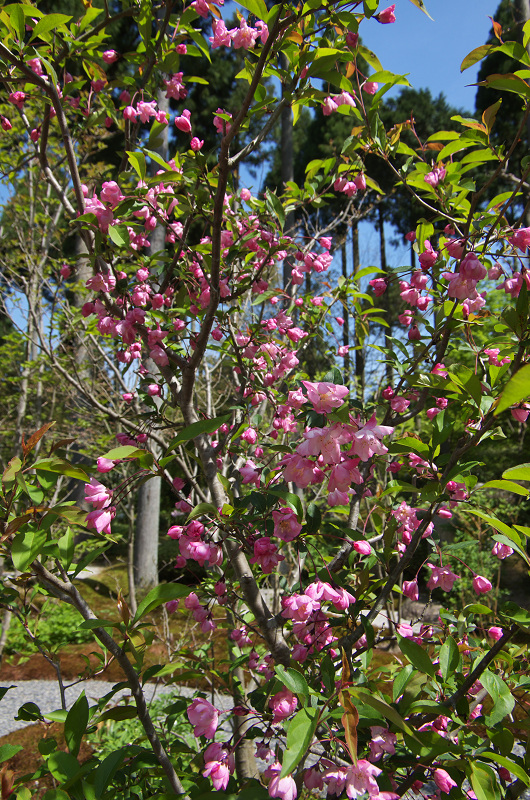 春の花咲く三千院（三千院・後編）_f0155048_18183274.jpg