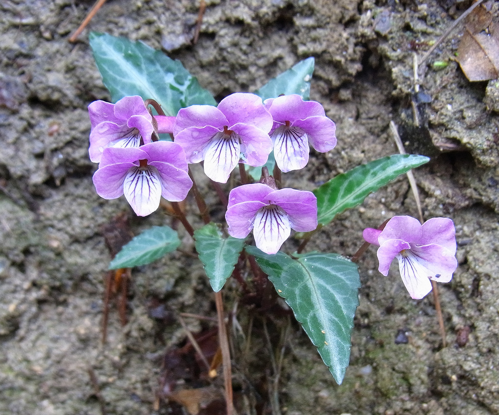 マキノ赤坂山ハイキング①_b0147449_8324325.jpg