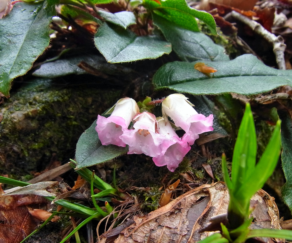 マキノ赤坂山ハイキング①_b0147449_834853.jpg