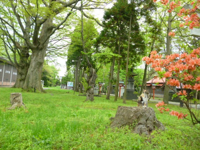 地鎮祭（とこしずめのまつり）_b0238249_10455782.jpg