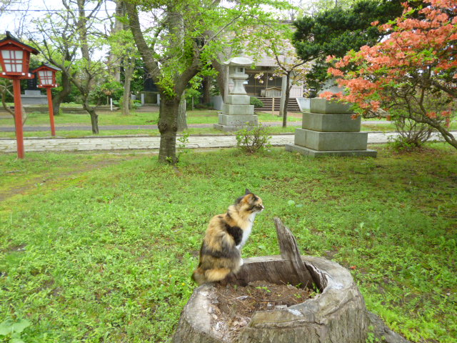 地鎮祭（とこしずめのまつり）_b0238249_11305256.jpg