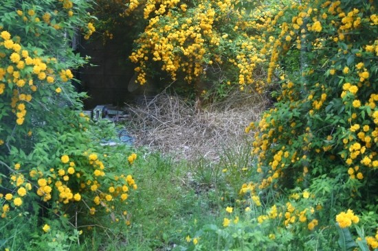 e0126350_0425661.jpg